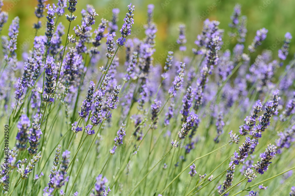 Naklejka premium Lavender plants sway gently in a field, showcasing their vibrant purple blooms under the bright sun.