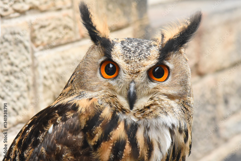 Fototapeta premium Sowa 