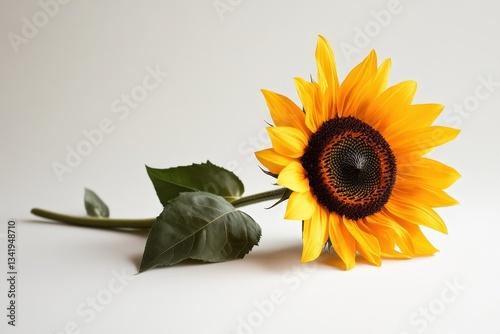 A single sunflower with its petals open on a white surface