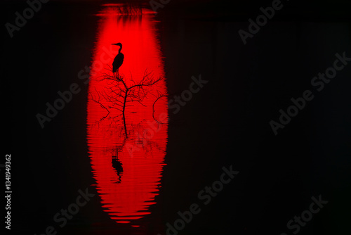 Silhouette of heron in dramatic red reflection on water of sun photo