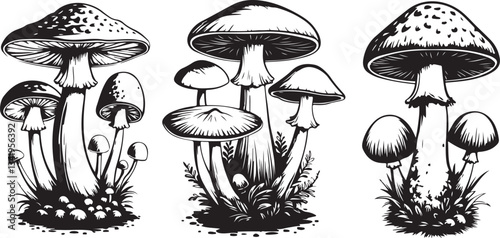 Hand drawn mushrooms sketch illustration