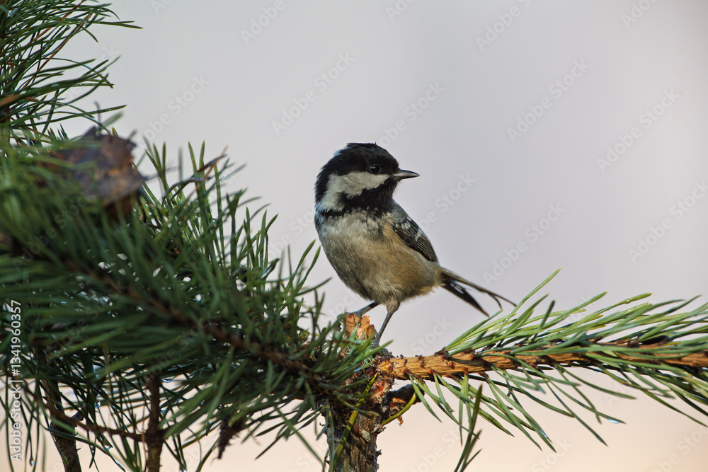 Obraz premium A tiny titmouse on a pine branch