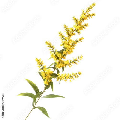 Elegant Goldenrod Flower Isolated Against A White or transparent Background. Botanical Element For Design.