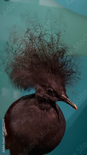 Fényképezés Funny Bird with Head that makes me Laugh, ornithology content, Rare Footage