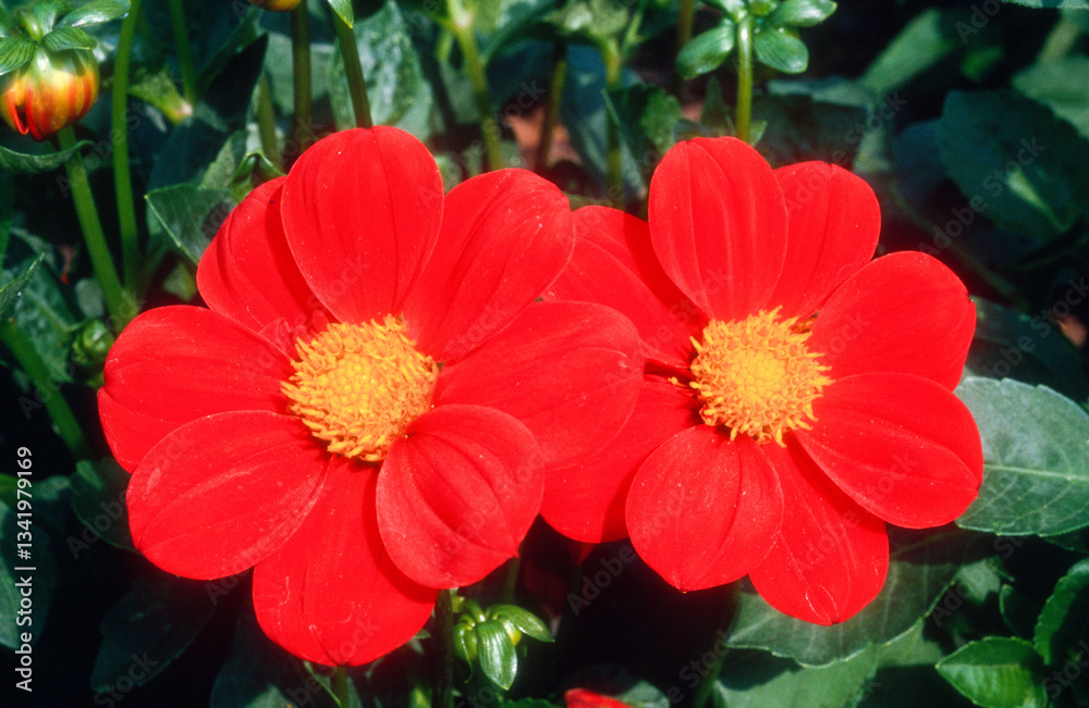 Dahlia mignon 'Mosquée' Dahlia mignon 'Mosquée'