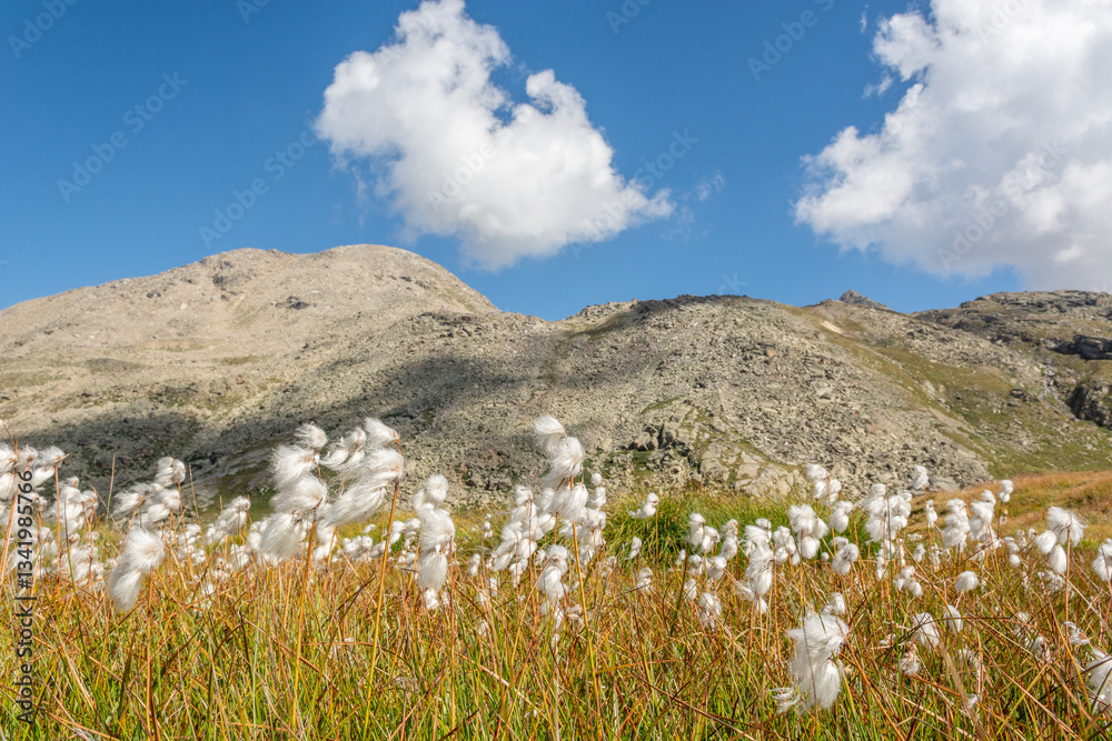 Fototapeta premium Cottongrass meadow in the Alps..