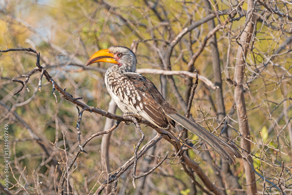 Southern Yellow Billed Hornbill in a Tree