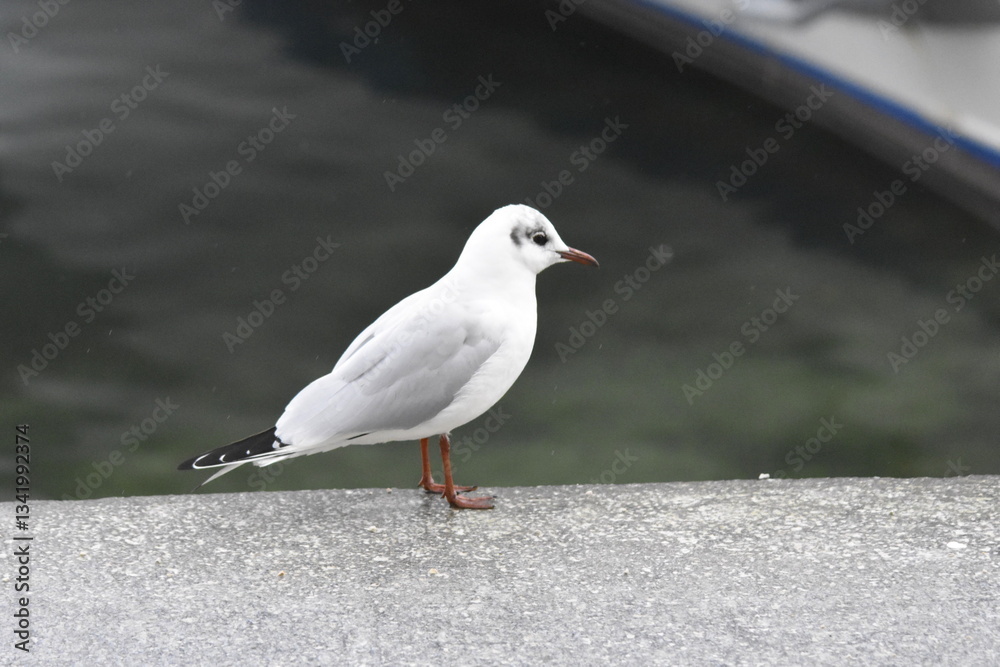 Vogel Vogel