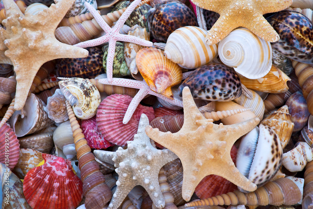 Seashells and starfishes background, beach and summer vacations