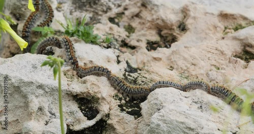 Invasion of pine processionary caterpillars (Thaumetopoea pityocampa) moving in row on a rock