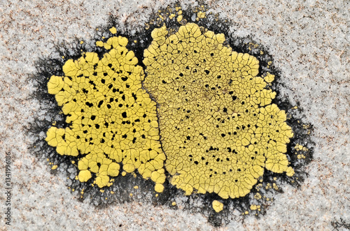 Macro map lichen (Rhizocarpon geographicum) on rock in french Alps