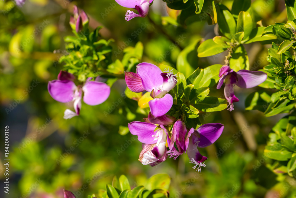 Polygala myrtifolia is a plant species belonging to the Polygala genus.