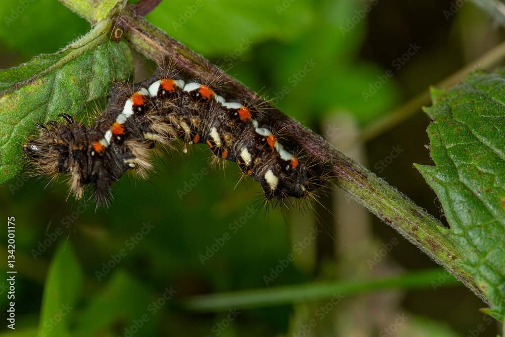Fototapeta premium A hairy caterpillar with striking black, white, and orange markings clings to a green leaf. Its bristles stand out, warning predators. The macro shot captures nature’s intricate details vividly.