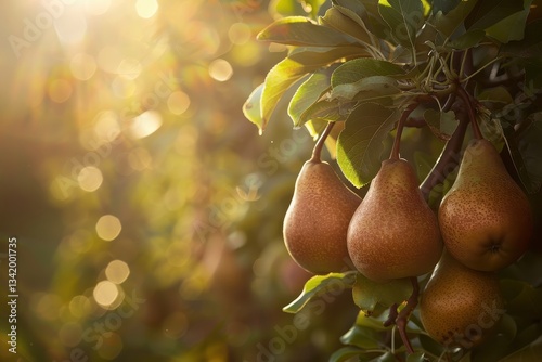 Ripe pears dangling from a sunlit branch in an orchard