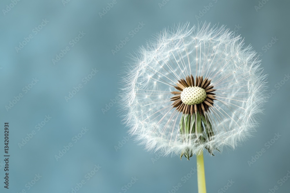 Fototapeta premium A Close Up View of a Dandelion Seed Head