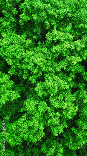 Wallpaper Mural Lush green foliage close-up with vibrant leaves in natural outdoor setting Torontodigital.ca