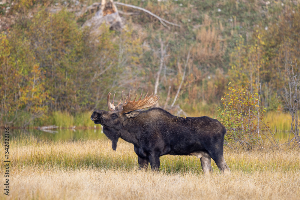 Bull Moose During the Rut in Grand Teton National Park Wyoming in Autumn Bull Moose During the Rut in Grand Teton National Park Wyoming in Autumn