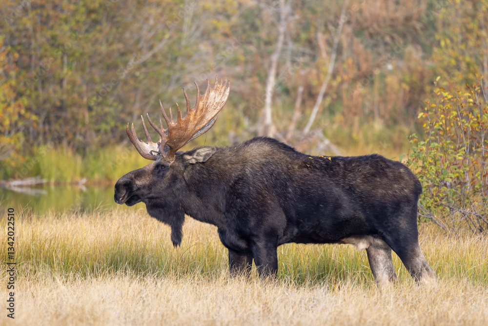 Bull Moose During the Rut in Grand Teton National Park Wyoming in Autumn Bull Moose During the Rut in Grand Teton National Park Wyoming in Autumn