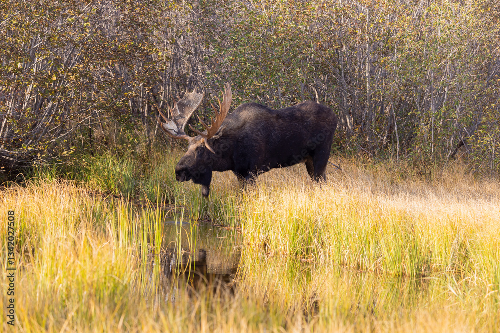 Bull Moose During the Rut in Grand Teton National Park Wyoming in Autumn Bull Moose During the Rut in Grand Teton National Park Wyoming in Autumn