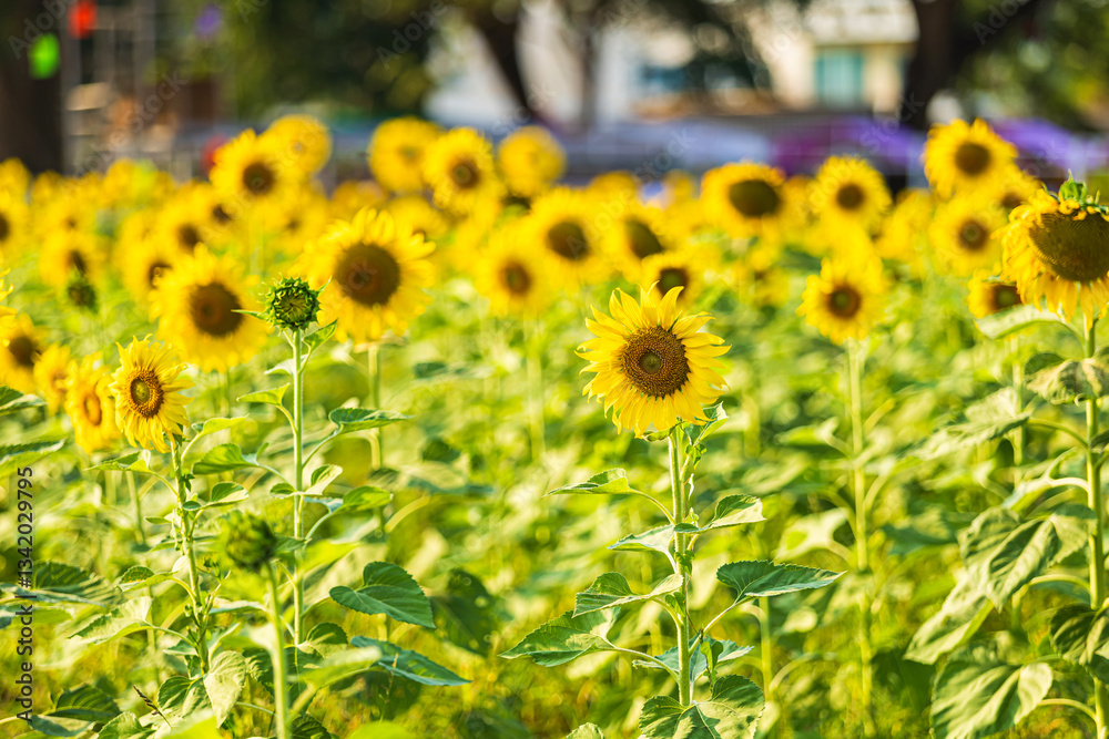 Golden Sunflowers field at blooming farm agricultural Summer sunset and blue sky background texture with white clouds in Thailand