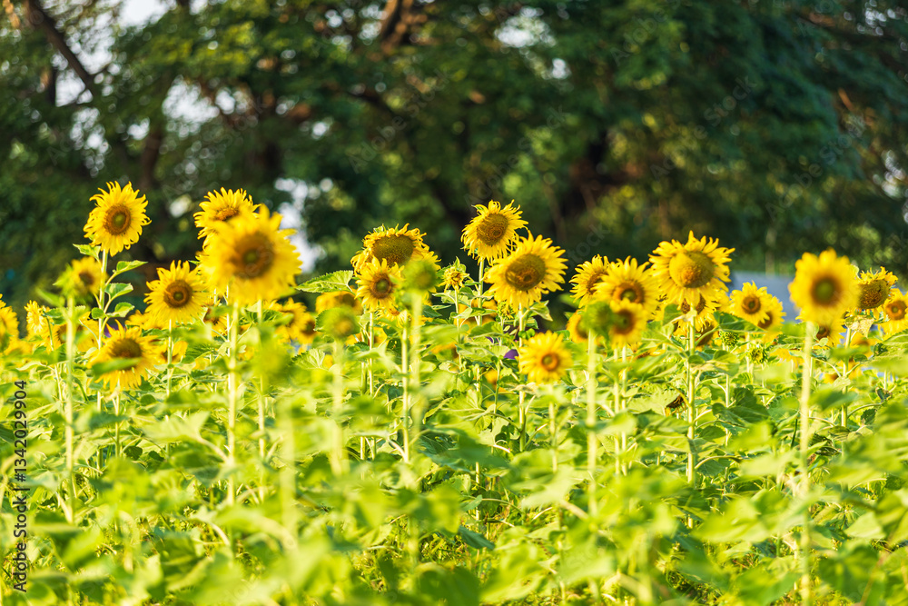 Golden Sunflowers field at blooming farm agricultural Summer sunset and blue sky background texture with white clouds in Thailand