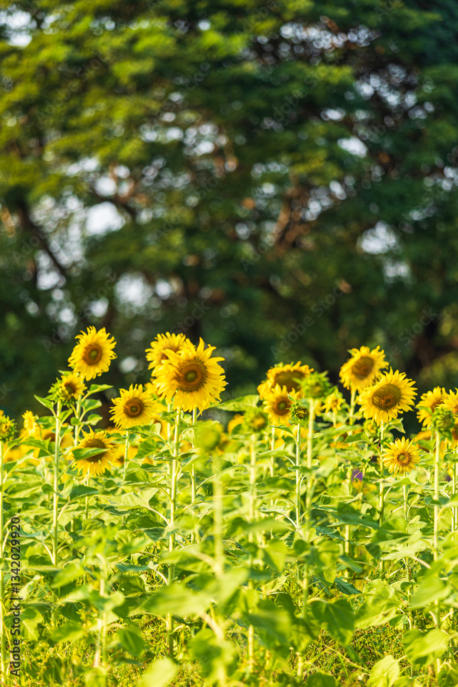 Golden Sunflowers field at blooming farm agricultural Summer sunset and blue sky background texture with white clouds in Thailand