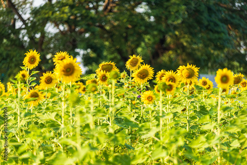 Obraz na płótnie Golden Sunflowers field at blooming farm agricultural Summer sunset and blue sky background texture with white clouds in Thailand w salonie