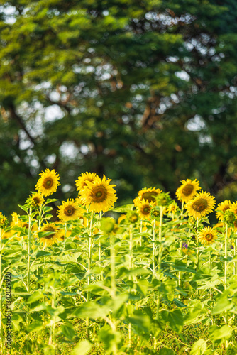 Obraz na płótnie Golden Sunflowers field at blooming farm agricultural Summer sunset and blue sky background texture with white clouds in Thailand w salonie