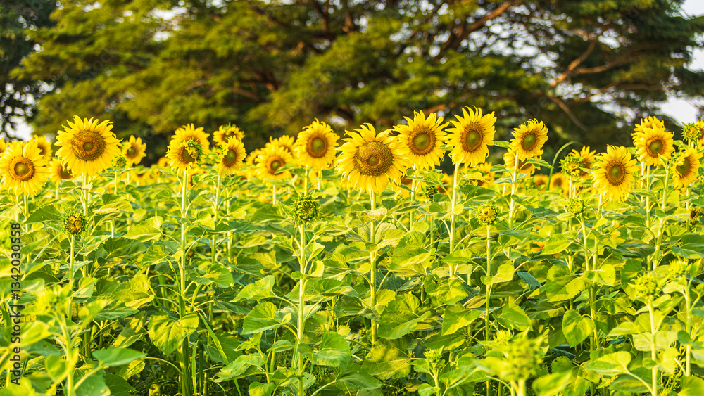 Golden Sunflowers field at blooming farm agricultural Summer sunset and blue sky background texture with white clouds in Thailand
