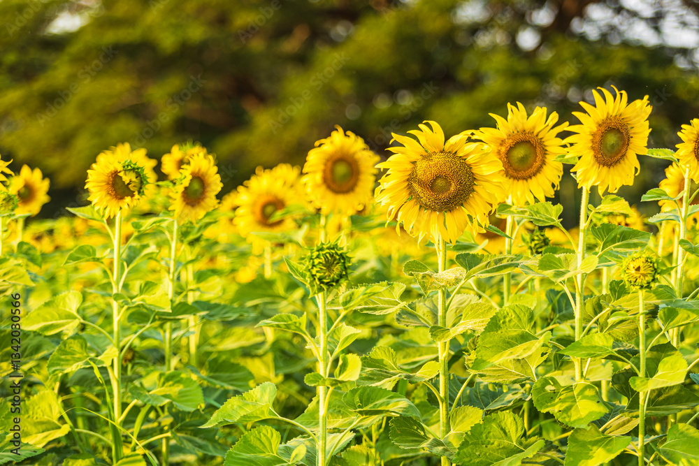 Golden Sunflowers field at blooming farm agricultural Summer sunset and blue sky background texture with white clouds in Thailand