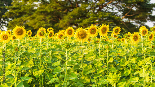 Golden Sunflowers field at blooming farm agricultural Summer sunset and blue sky background texture with white clouds in Thailand