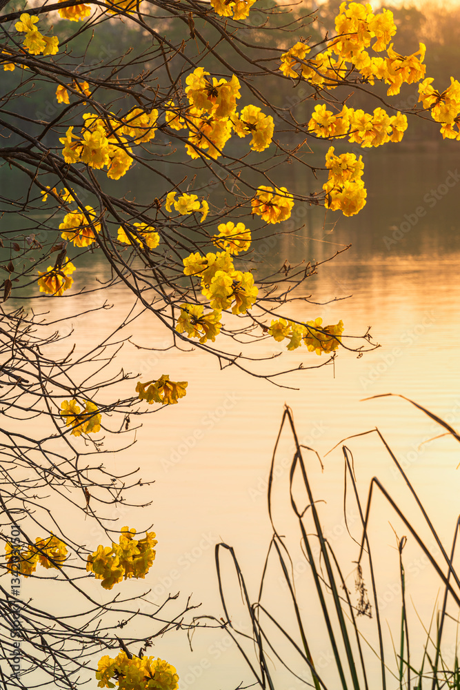 landscape view Beautiful blooming Yellow Golden Tabebuia Chrysotricha flowers with the park in spring day of the reservoir with cloudy blue sunset sky the forest summer naturel background.