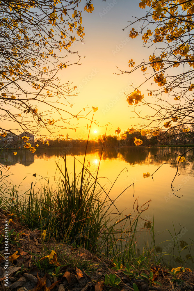landscape view Beautiful blooming Yellow Golden Tabebuia Chrysotricha flowers with the park in spring day of the reservoir with cloudy blue sunset sky the forest summer naturel background.