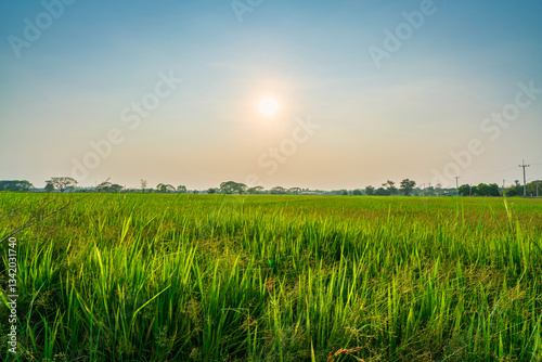Scenic view landscape of Rice field green grass with field cornfield or in Asia country agriculture harvest with fluffy clouds blue sky sunset evening background.