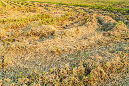 Obraz na płótnie Beautiful golden ear of Thai jasmine rice plant on organic rice field in Asia country agriculture harvest with sunset sky background. w salonie