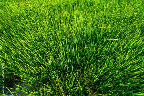 Obraz na płótnie Rice field green grass with field cornfield or in Asia country agriculture harvest with daylight texture background. w salonie