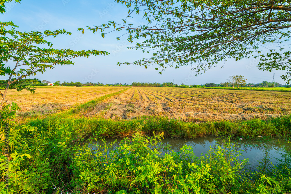 Beautiful golden ear of Thai jasmine rice plant on organic rice field in Asia country agriculture harvest with sunset sky background.