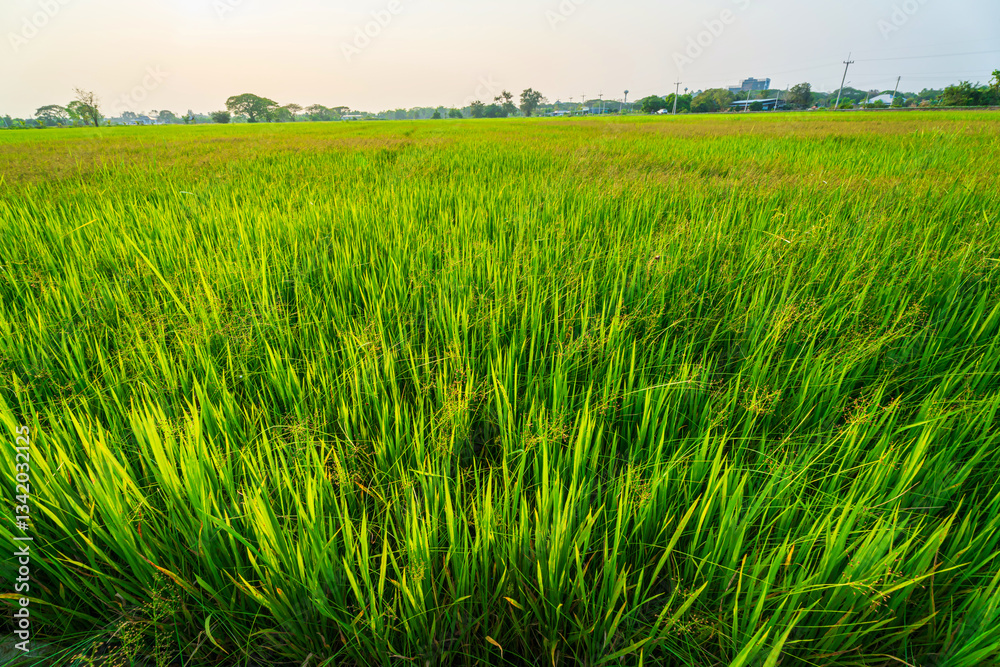 Scenic view landscape of Rice field green grass with field cornfield or in Asia country agriculture harvest with fluffy clouds blue sky sunset evening background.
