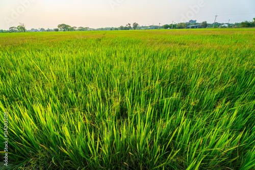 Obraz na płótnie Scenic view landscape of Rice field green grass with field cornfield or in Asia country agriculture harvest with fluffy clouds blue sky sunset evening background. w salonie