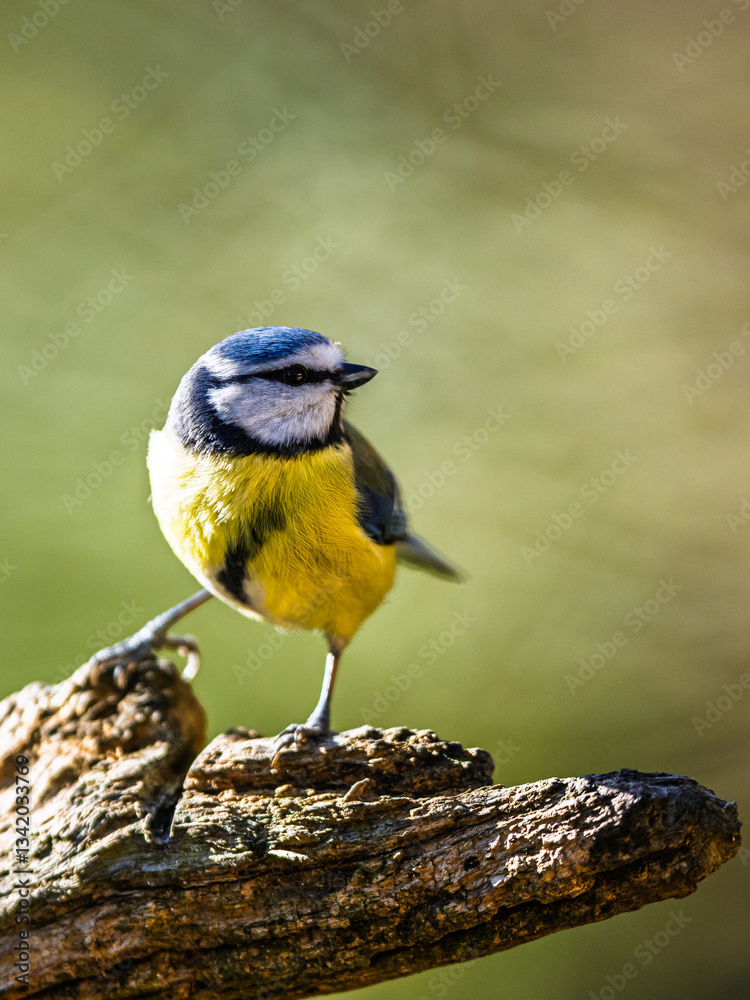 Fototapeta premium Blue Tit, Cyanistes Caeruleus