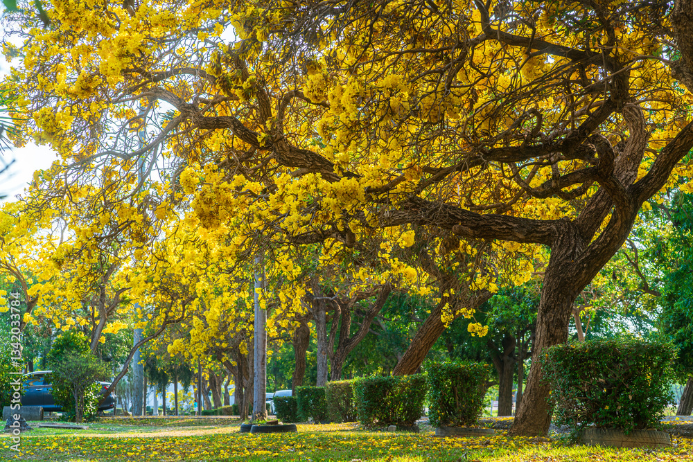 Beautiful blooming Yellow Golden trumpet tree or Tabebuia aurea roadside of the Yellow that are blooming with the park in spring day in the garden and sunset sky background in Thailand.