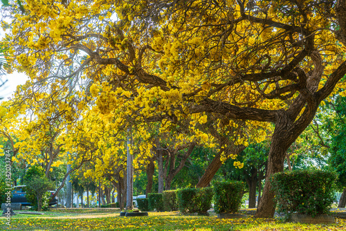 Obraz na płótnie Beautiful blooming Yellow Golden trumpet tree or Tabebuia aurea roadside of the Yellow that are blooming with the park in spring day in the garden and sunset sky background in Thailand. w salonie
