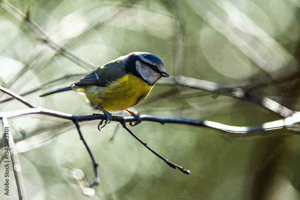 Fototapeta premium Blue Tit, Cyanistes Caeruleus