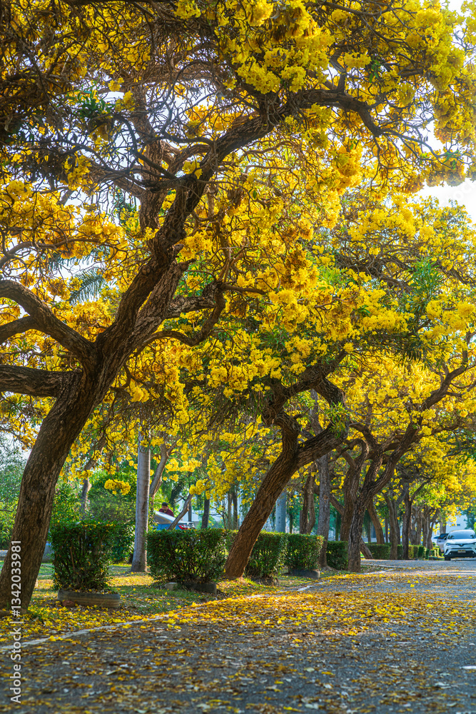 Beautiful blooming Yellow Golden trumpet tree or Tabebuia aurea roadside of the Yellow that are blooming with the park in spring day in the garden and sunset sky background in Thailand.