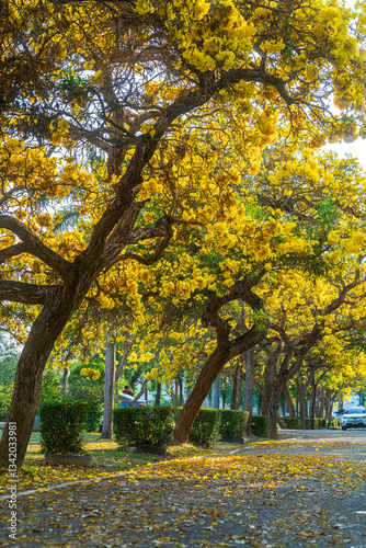 Obraz na płótnie Beautiful blooming Yellow Golden trumpet tree or Tabebuia aurea roadside of the Yellow that are blooming with the park in spring day in the garden and sunset sky background in Thailand. w salonie