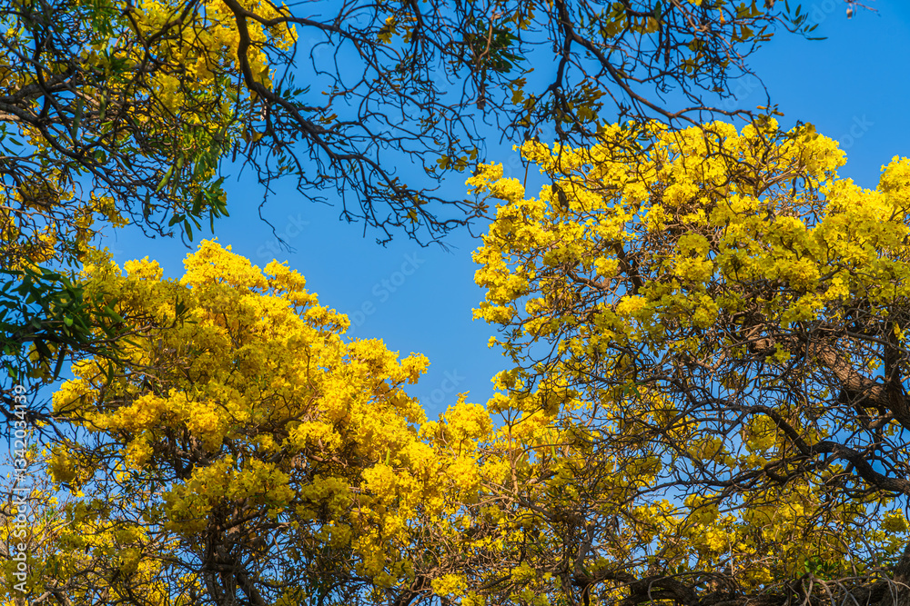 Wooden branches blooming Yellow Golden trumpet tree or Tabebuia are blooming with the park in spring day in the garden and sunset blue sky cloud background in Thailand.