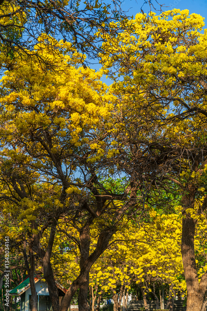 Wooden branches blooming Yellow Golden trumpet tree or Tabebuia are blooming with the park in spring day in the garden and sunset blue sky cloud background in Thailand.