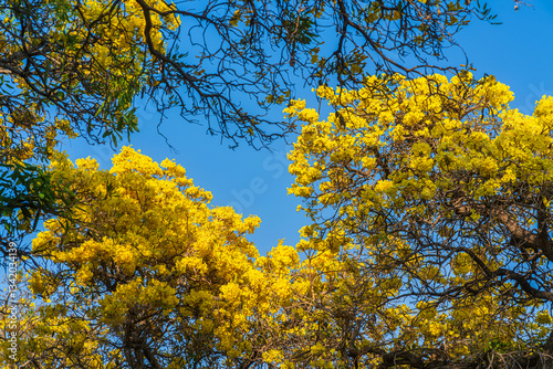 Obraz na płótnie Wooden branches blooming Yellow Golden trumpet tree or Tabebuia are blooming with the park in spring day in the garden and sunset blue sky cloud background in Thailand. w salonie