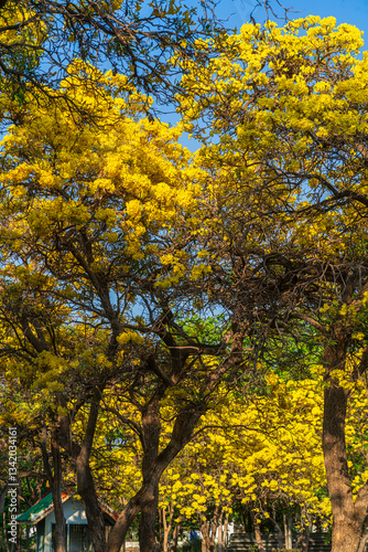 Obraz na płótnie Wooden branches blooming Yellow Golden trumpet tree or Tabebuia are blooming with the park in spring day in the garden and sunset blue sky cloud background in Thailand. w salonie