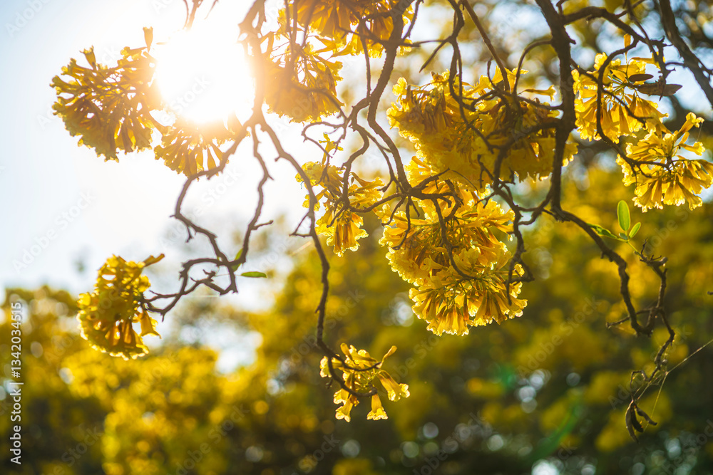 Wooden branches blooming Yellow Golden trumpet tree or Tabebuia are blooming with the park in spring day in the garden and sunset blue sky cloud background in Thailand.